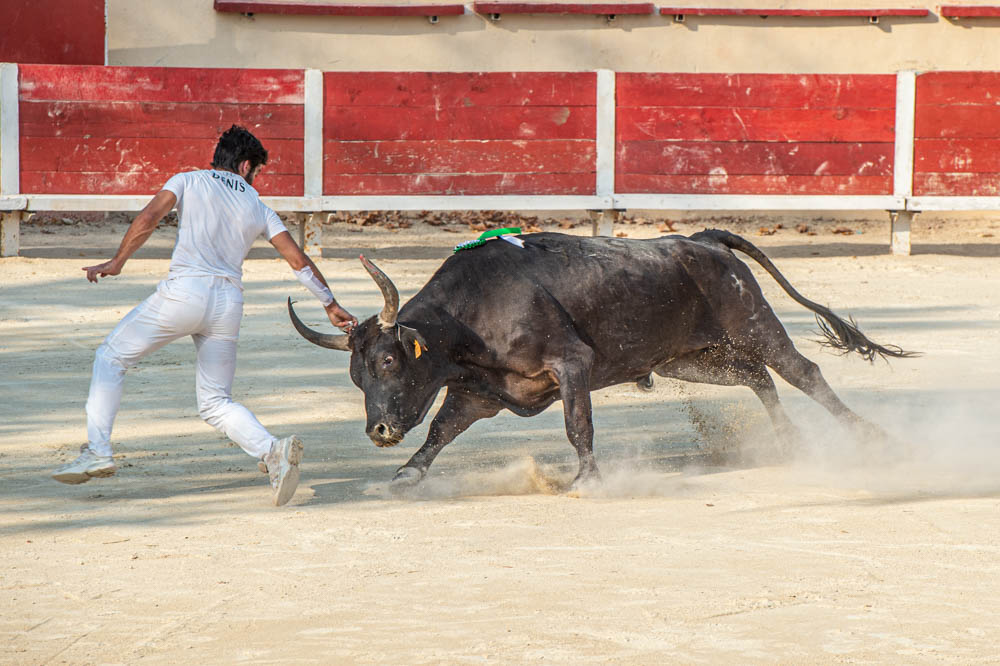 La course camarguaise